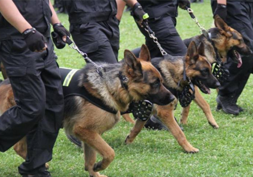 北京高端隨身警犬護衛